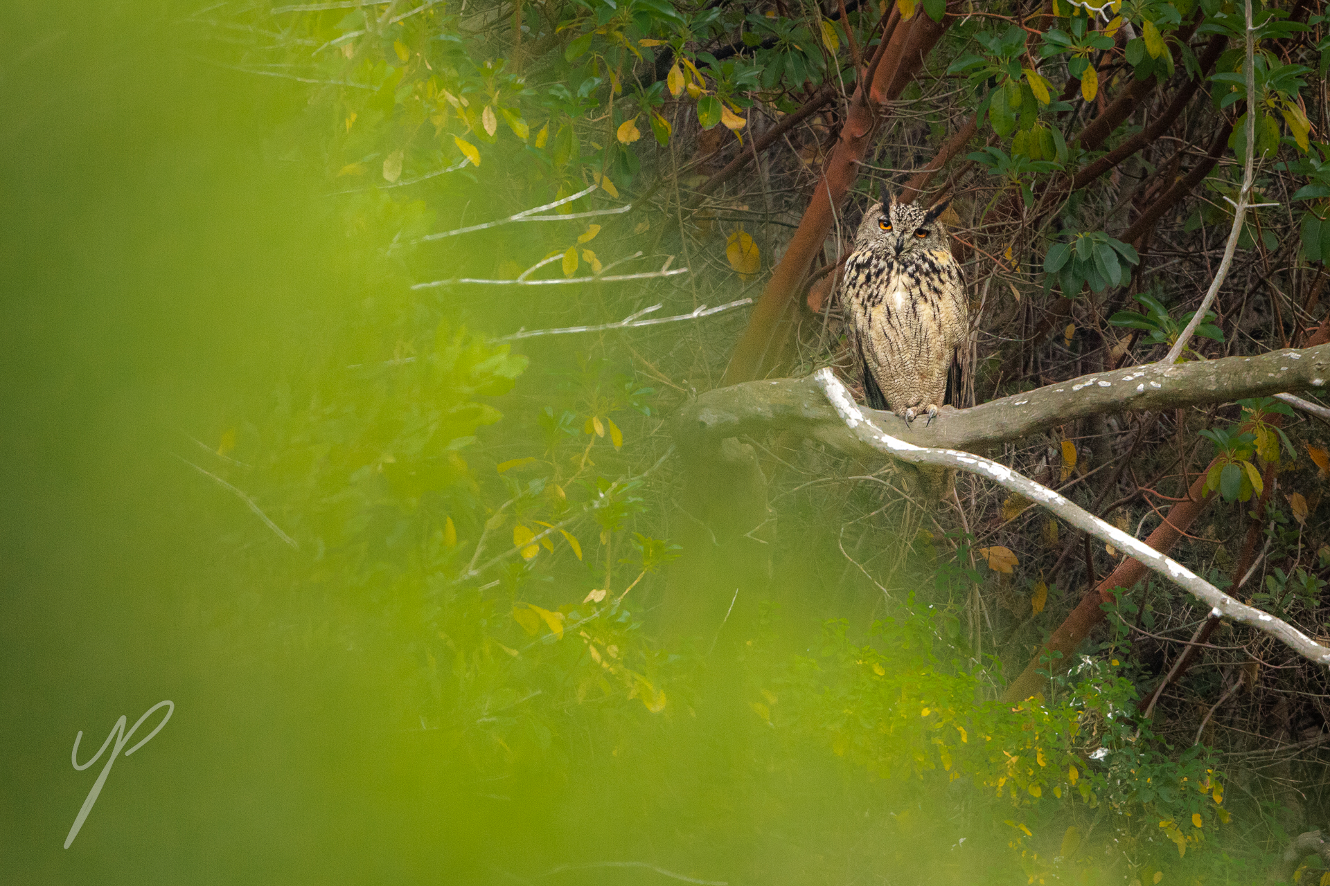 Eurasian Eagle Owl