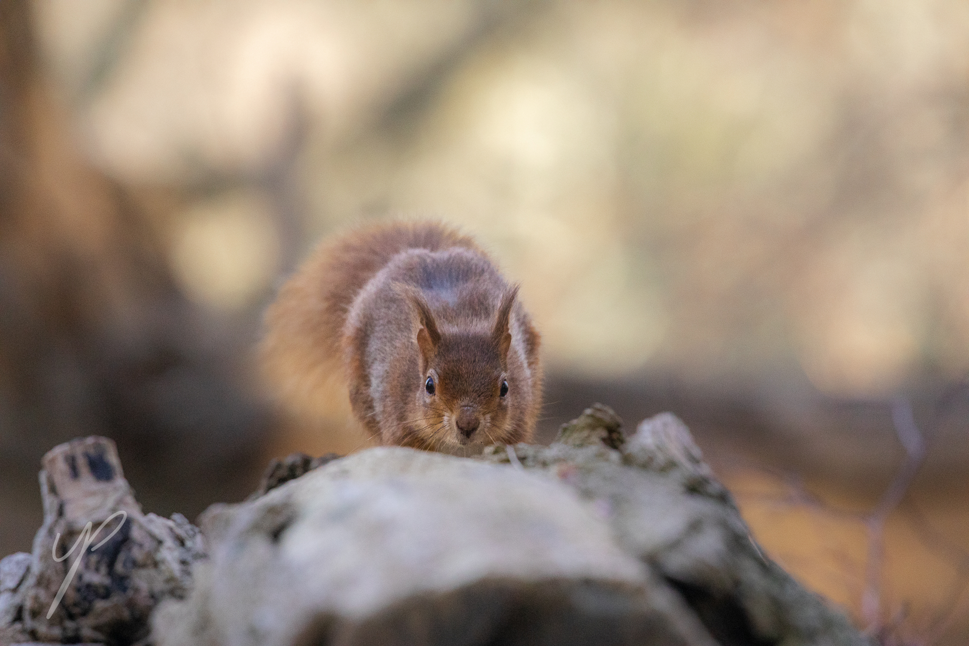 Red squirell