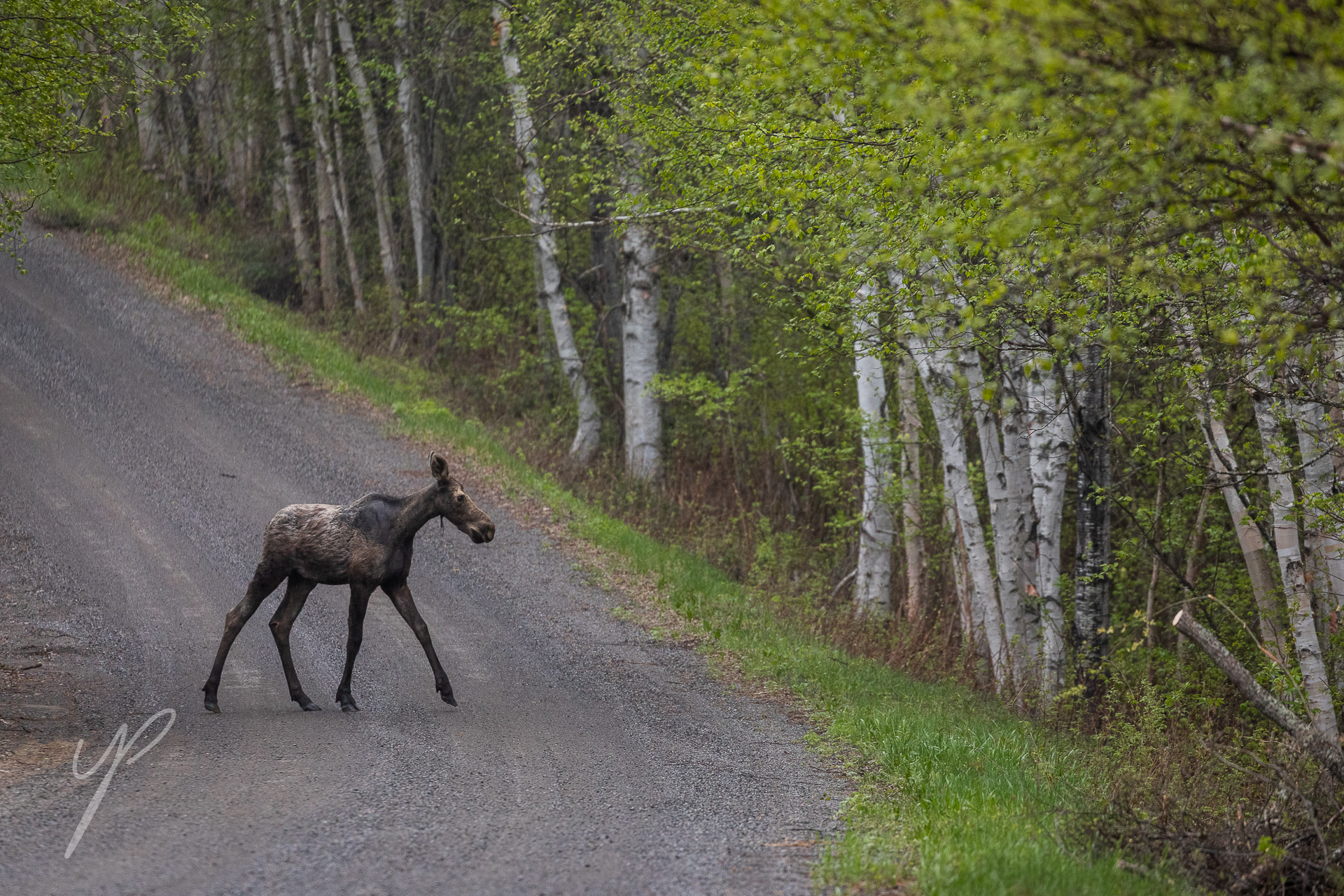 Moose