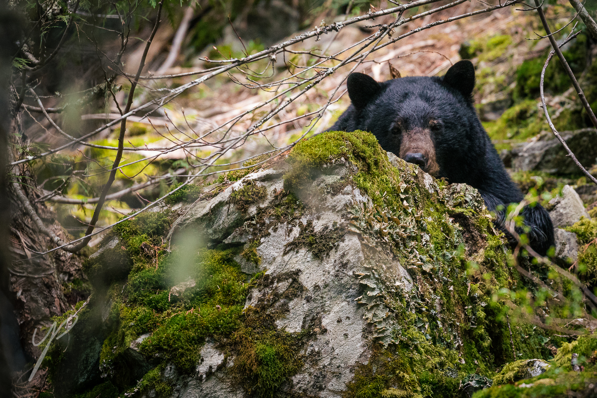 Shot in Canada. The black bears of Whistler often Rest in the outskirts of the city, this was shot, walking along the paths around the golf course, When I noticed the Bear looking at me behind the boulder.