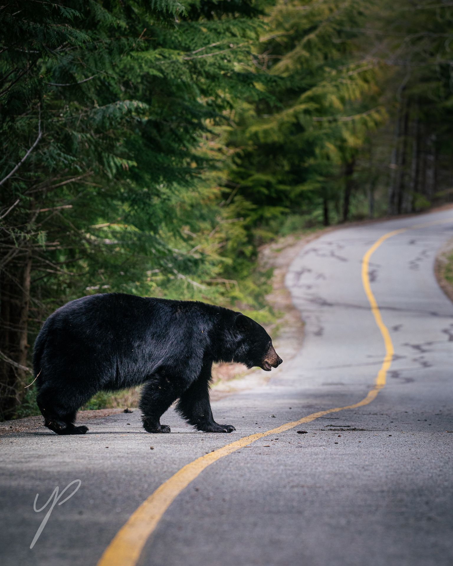 Usrsus americanus. Walking between The outskirts of the city, to the vast forests sorrounding it, The black bear choose to come to the golf course for an easy Fresh Grass meal, Forcing them to go through roads, Street and other human made surfaces, Thus the name I name the photo "Unnatural corridors"