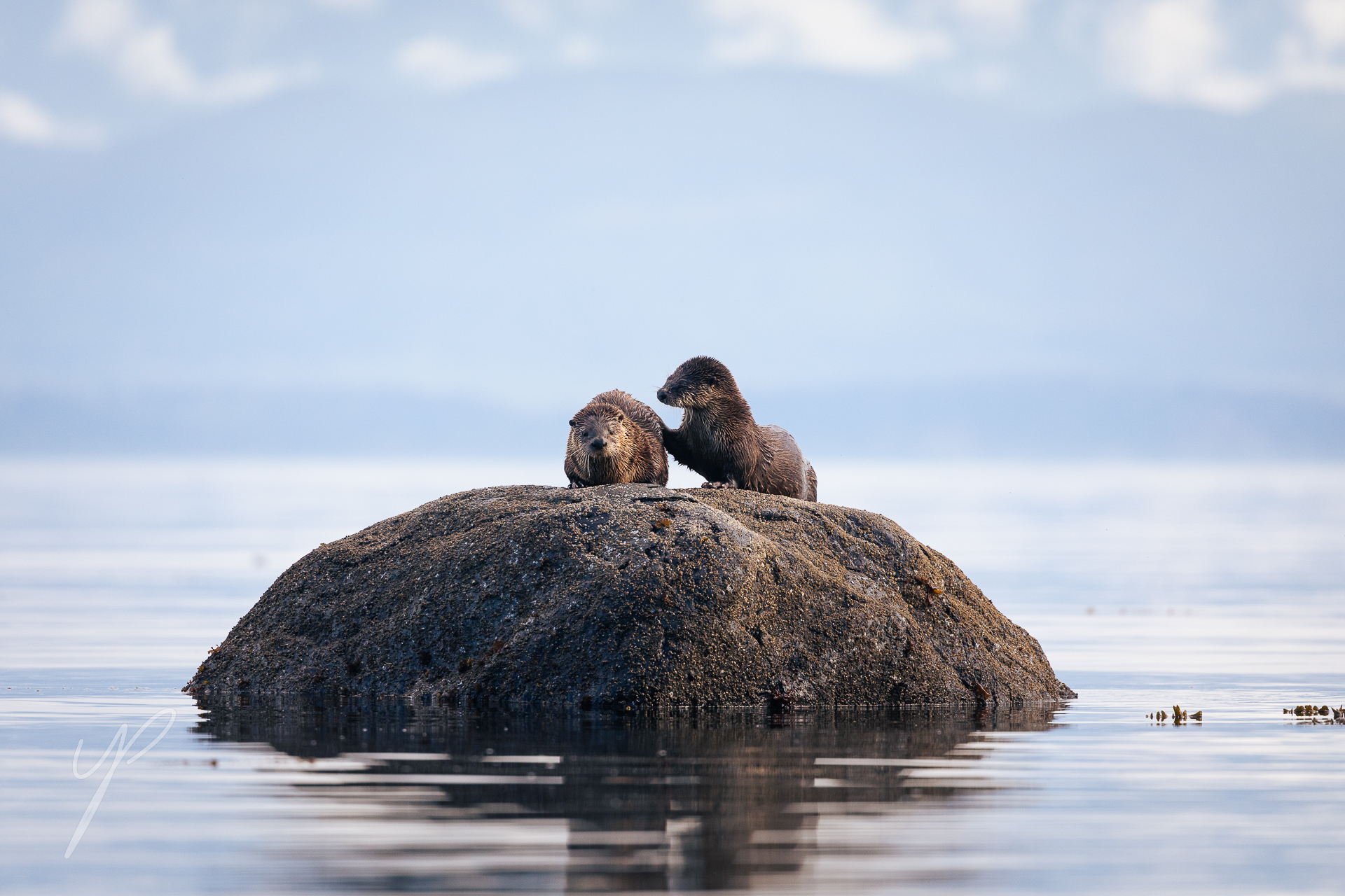 Lontra Canadensis. Observing A mating Ritual between River otters for a few hours, The couple would Get in and out of the water, occassionally taking a break and a rock, Until the male started to lose patience and would try to mount the female once again, In the photo one of the moments when the male was trying to get on the female again, making it look cute and apealing, which in reality the mating ritual between the otter is quite a brutal and a violent act on the female.