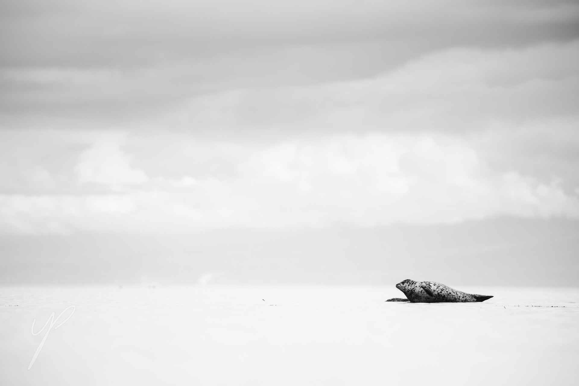 Shot on Vancouver Island, Canada.
The Seal was resting on a flat piece of land in the ocean, going black and white created the illusion of a "desert"