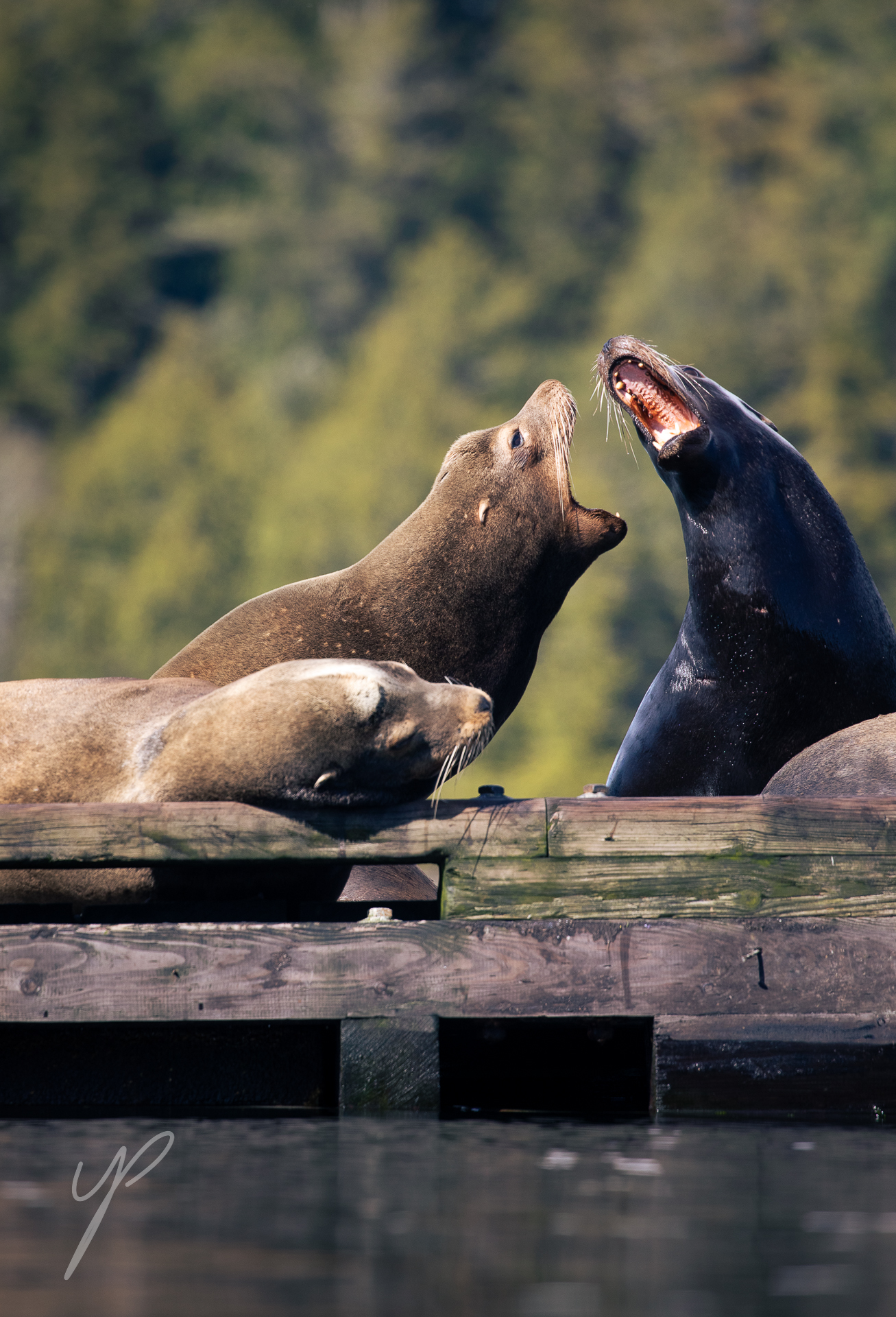 Shot on Vancouver Island, Canada. The Sea Lions were competing on space along the docks to rest in the warm sun.