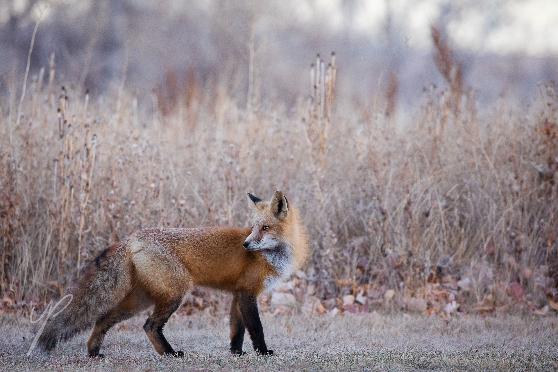 A beautiful red fox, Shot in Boulder, Colorado.