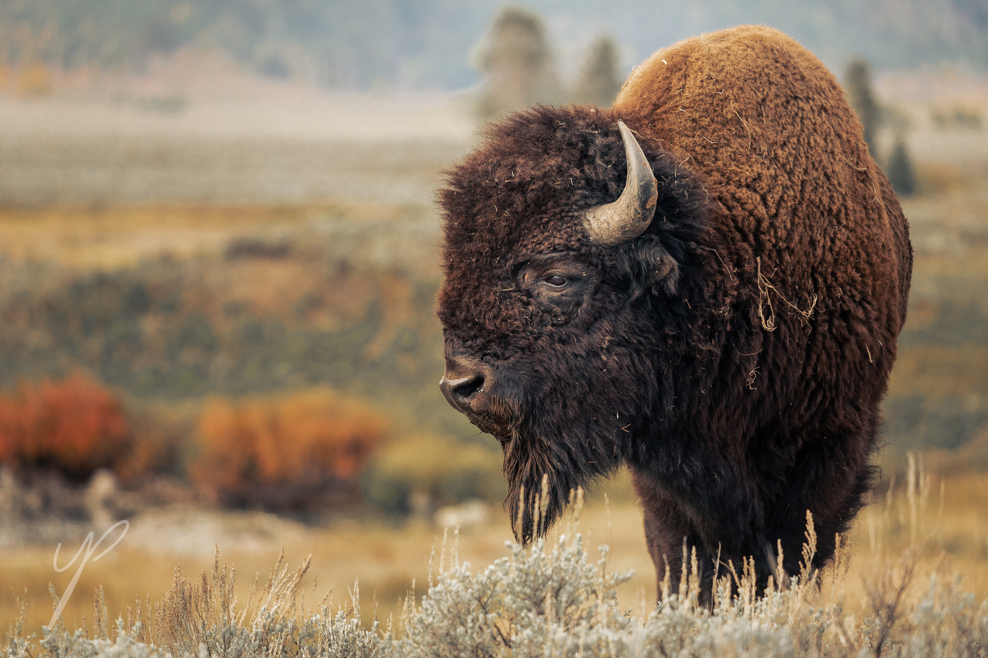 A Bison, Shot in Yellowstone National Park.