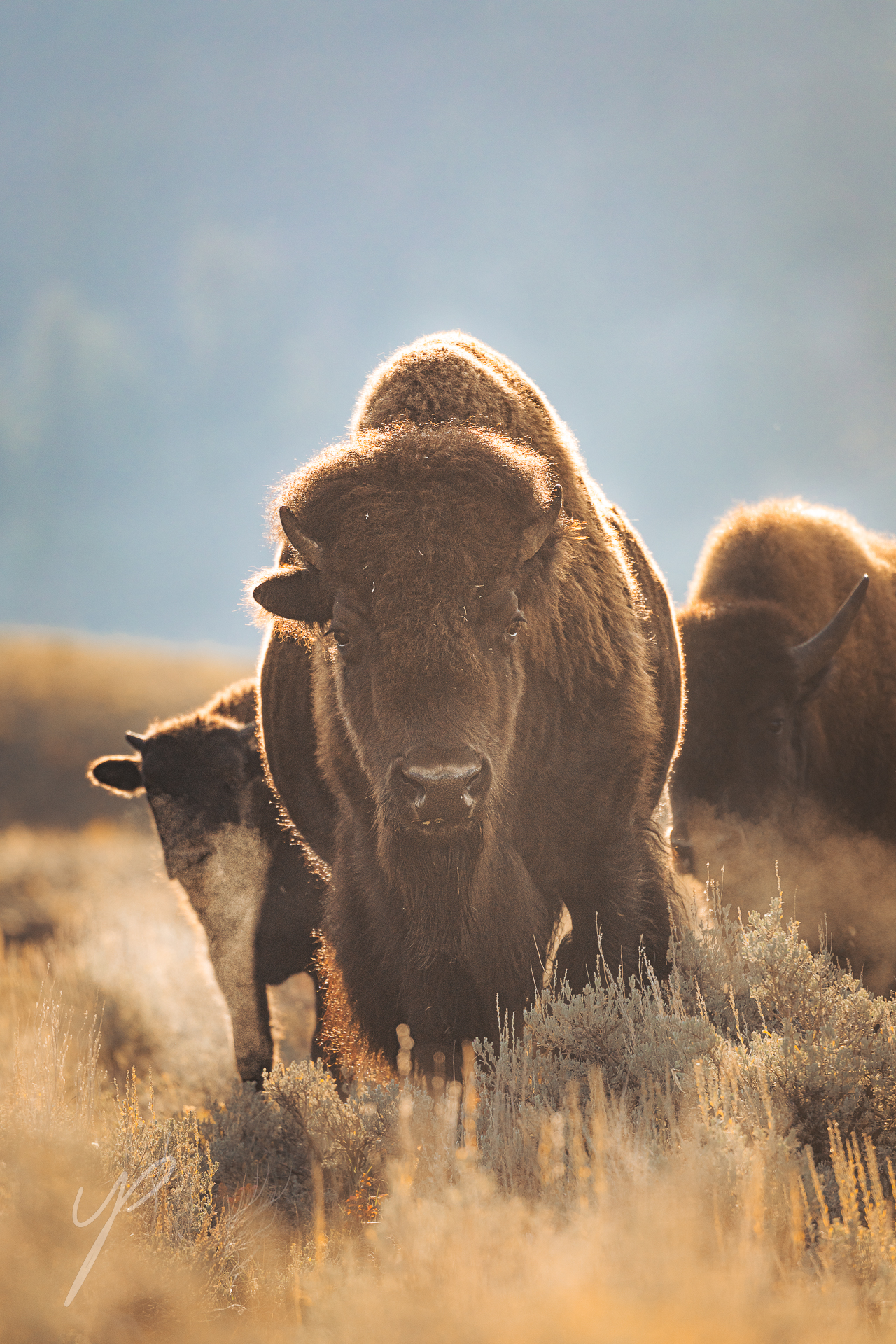 Mother and calf Bison, Shot in Yellowstone National Park.