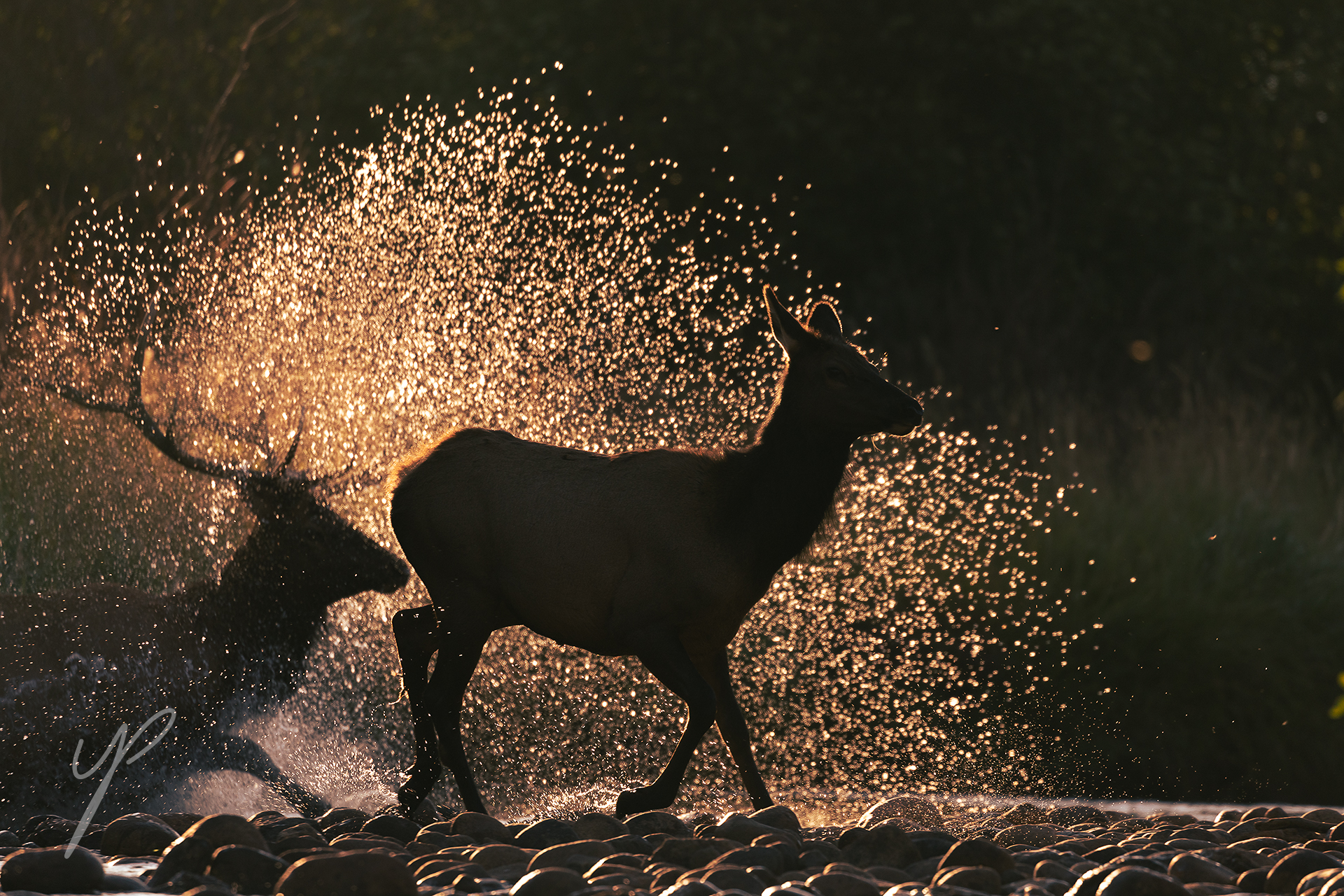 The elk of Rocky Mountains National Park during the rut season.