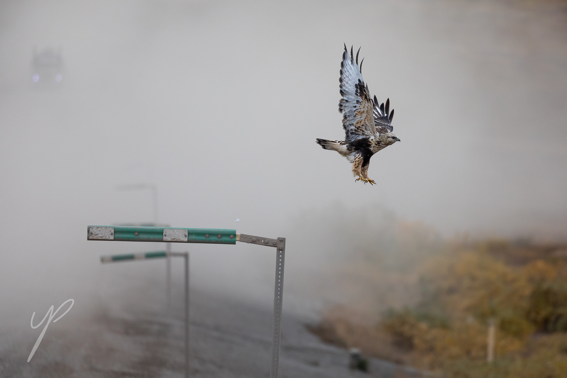 A Rough Legged Buzzard.
Disturbed by lorry whilst perching along the road In the Vast and Wild Gate of the Arctic National Park, Alaska.