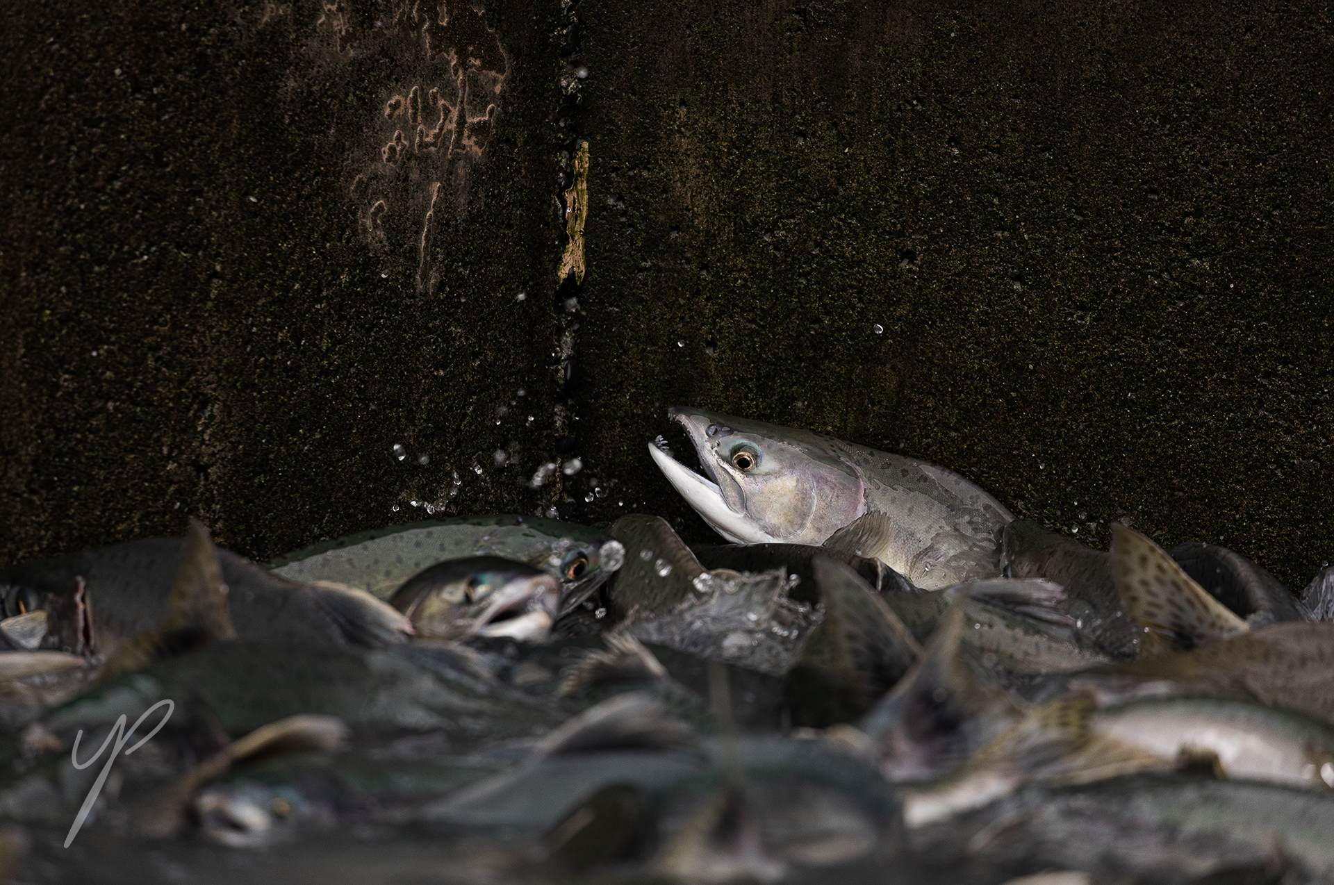 Salmon In a salmon hatchery in Valdez, Alaska.