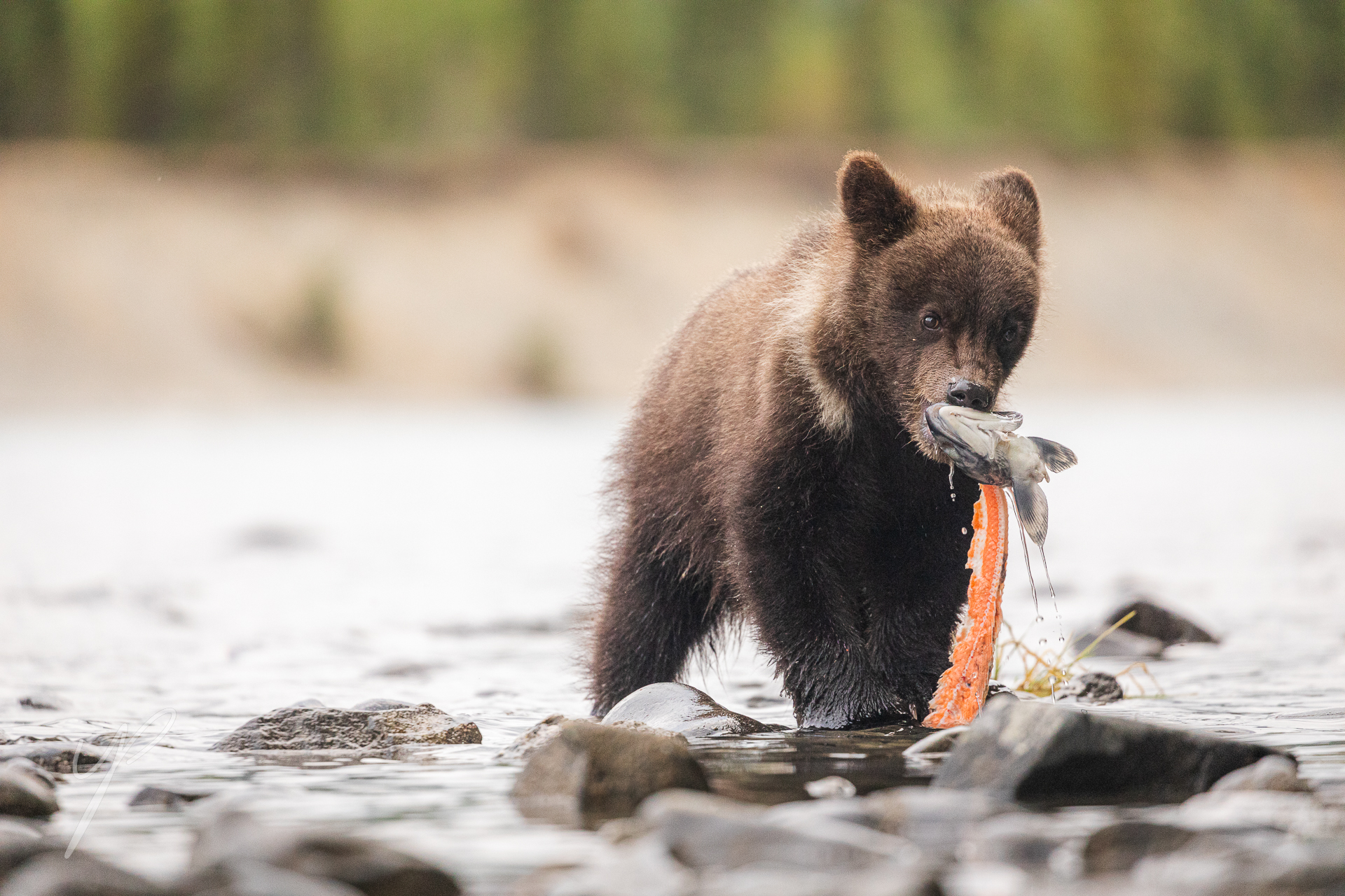 An orphaned brown bear cub. surviving on other bears left overs on the Russian river, Alaska.