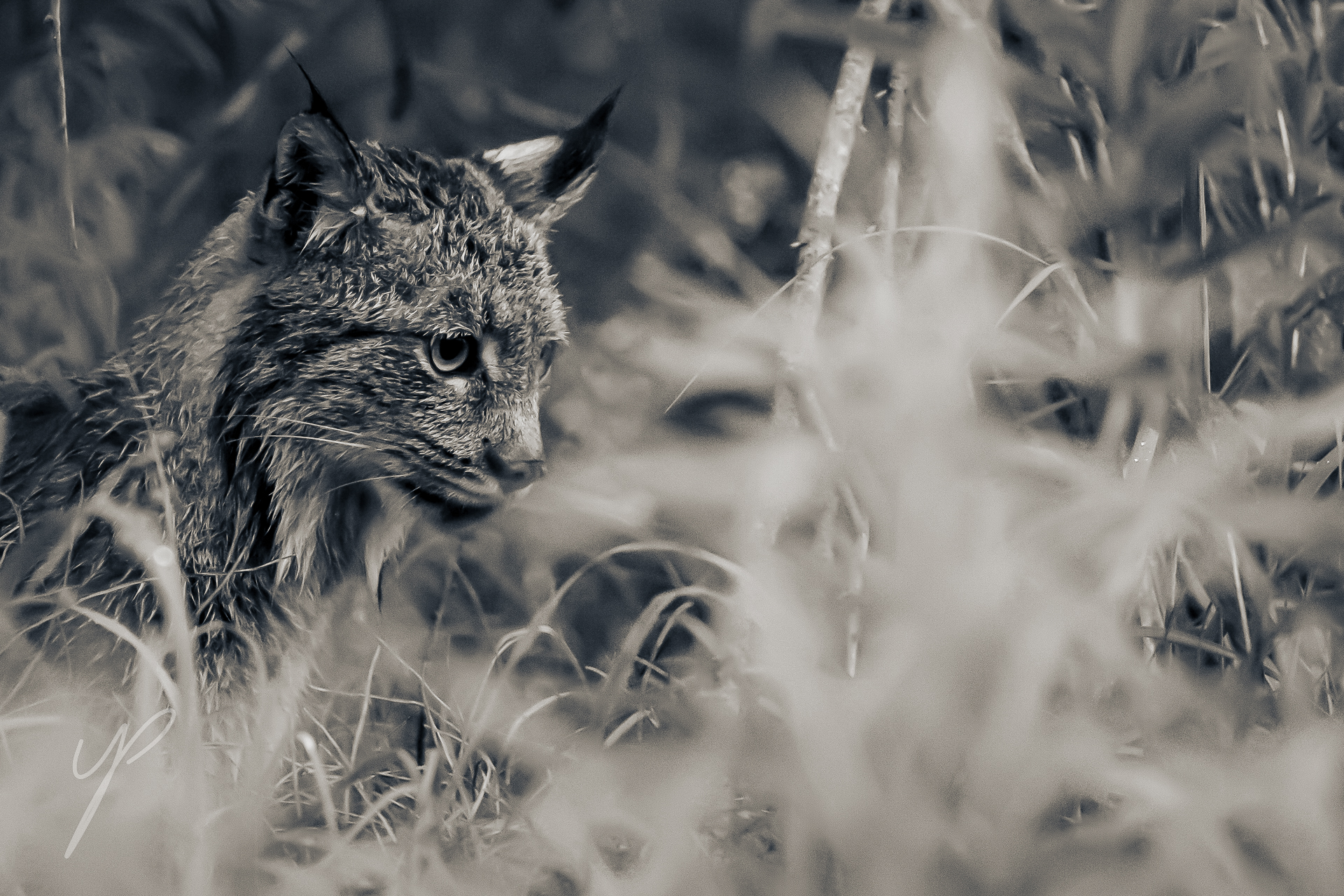 Canadian Lynx, Shot in Alaska.