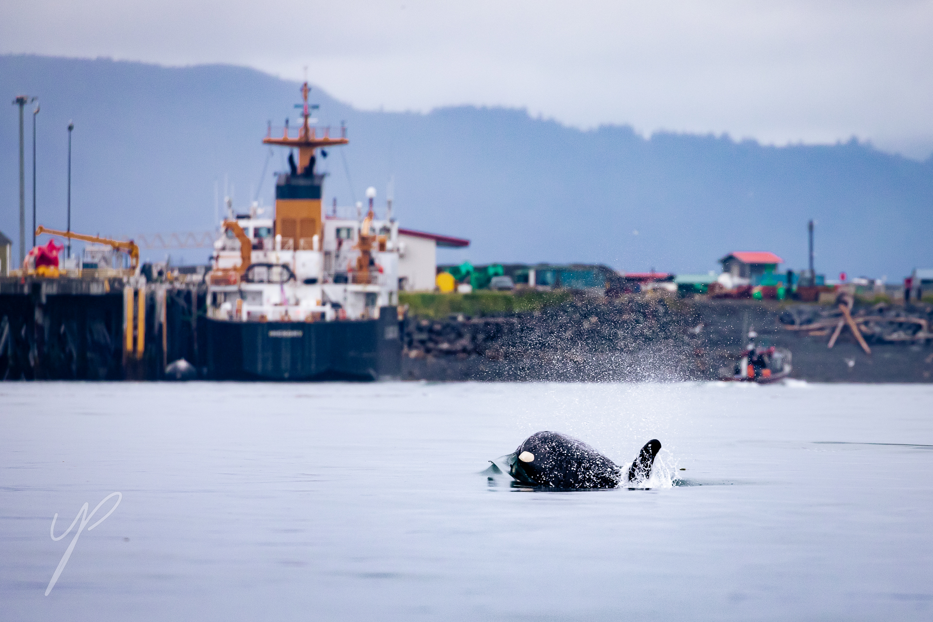 An Orca, Shot from a boat in Homer, Alaska.