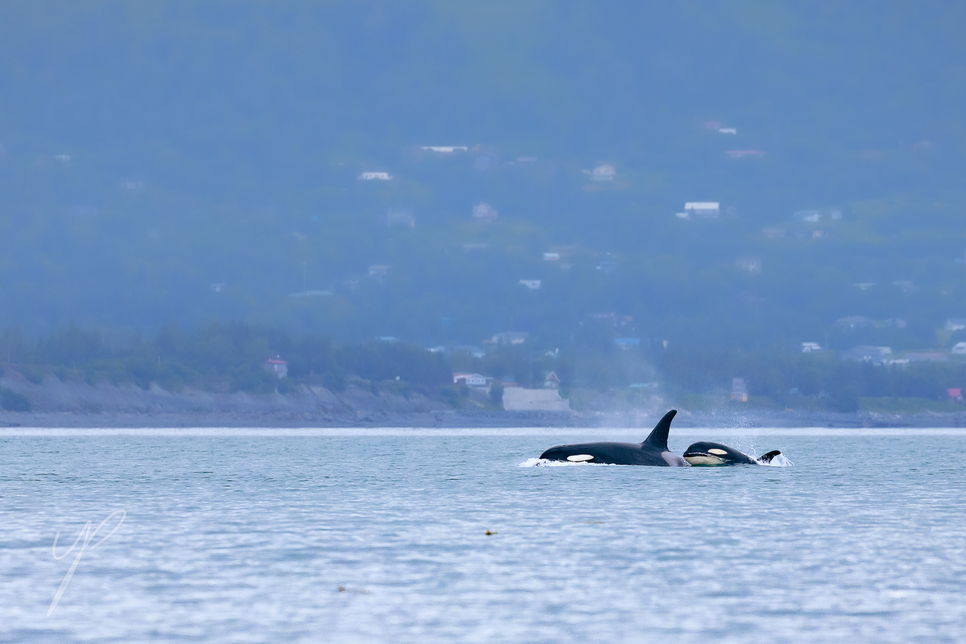 A mother and her calf, shot in Homer, Alaska.