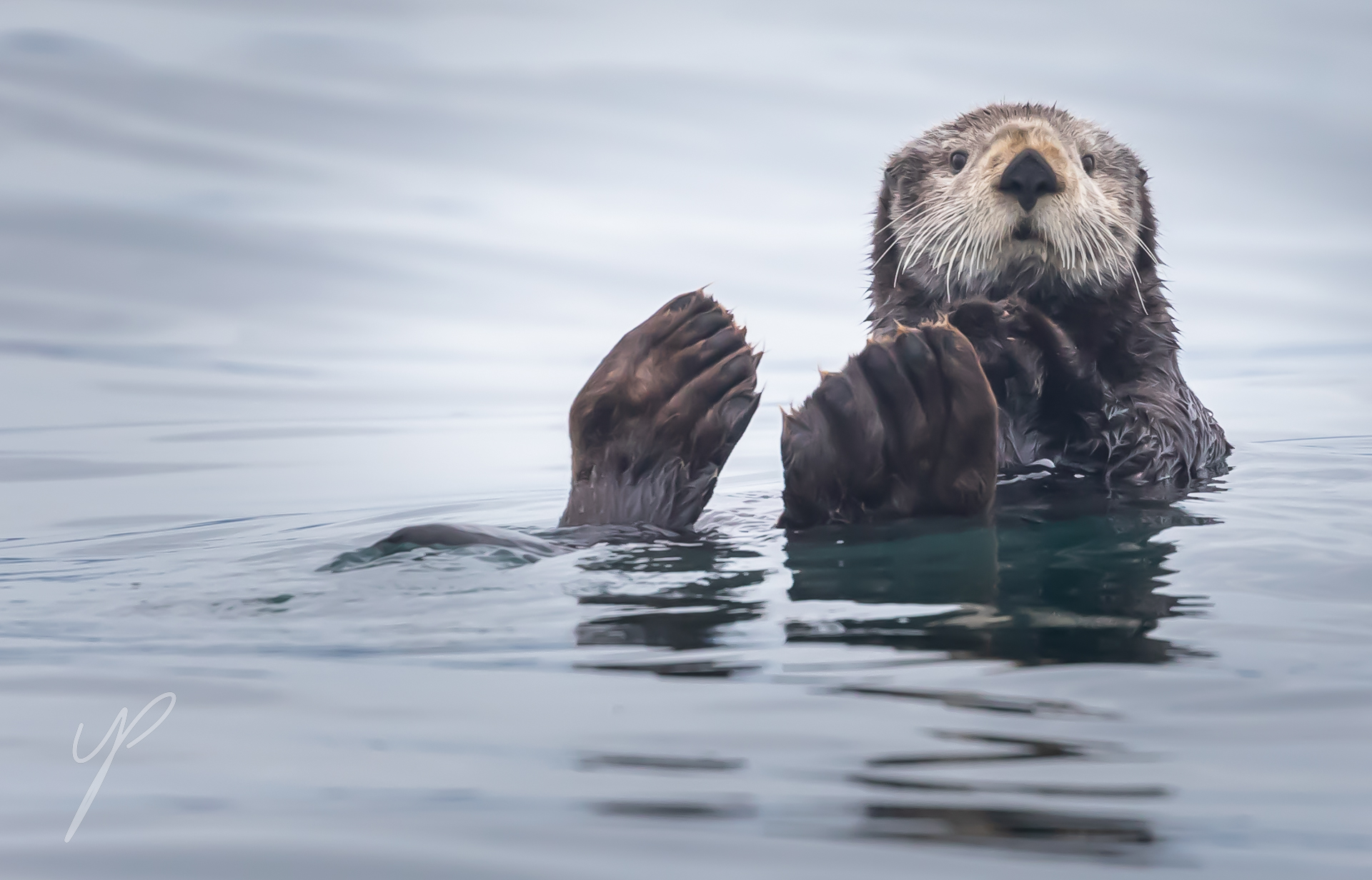 Shot in Alaska.