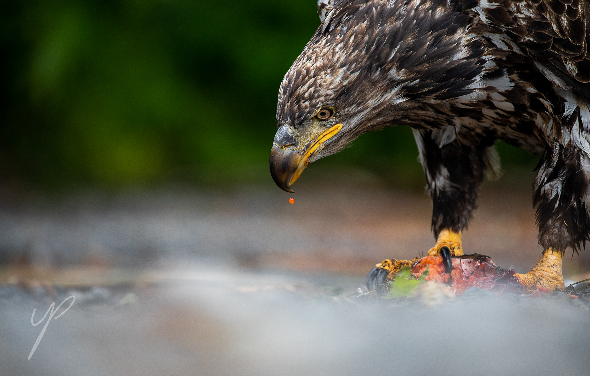 A juvenile Bald Eagle, Actively spitting the Eggs of the Salmon, eating only the meaty part of the fish.