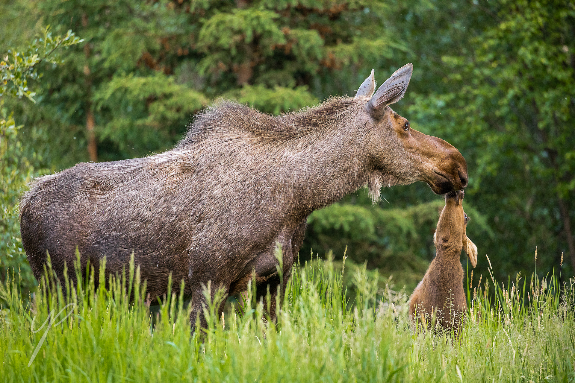 Shot in Alaska.