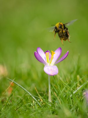 Bumblebee - Dorset - 2023