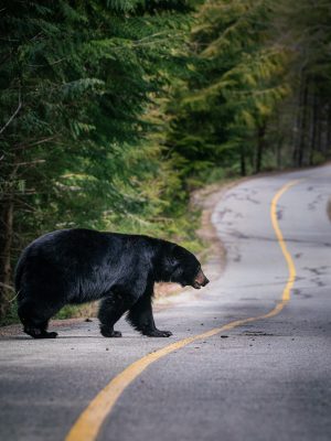 Unnatural Corridors - Whistler - 2022